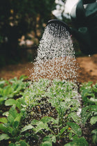 Lawn & Garden