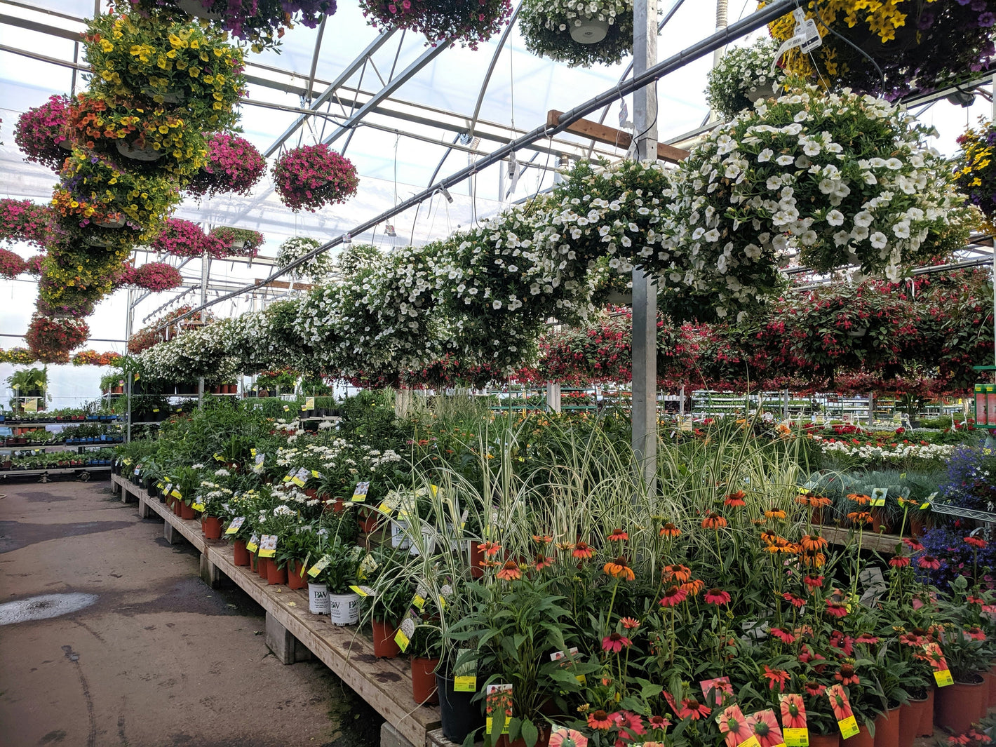 Live Plants